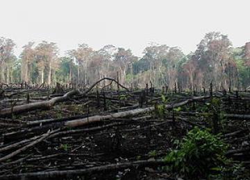 Forêt 