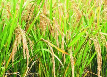 riz 