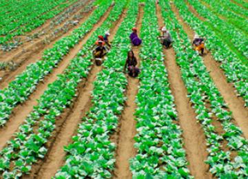 agriculture 