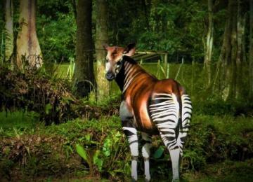 Okapi 