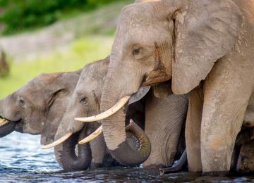 Éléphant 