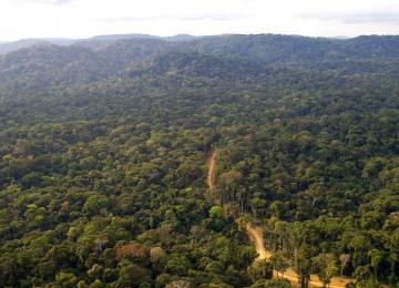 Forêt 