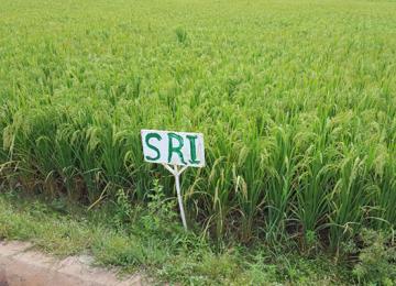 Riziculture 