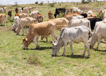 vaches 
