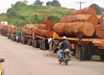 bois grumes 