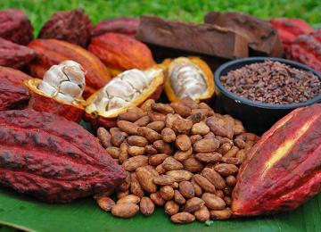 Cacao 