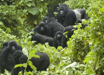 Parc des Virunga