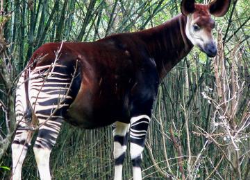 Okapi 