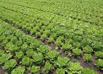 Agriculture. Ph. Droits tiers.