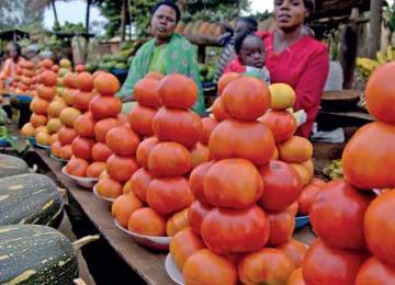 tomates