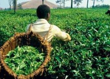 agriculture 