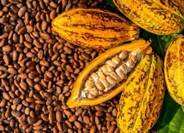 cacao 