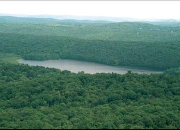 FOrêt