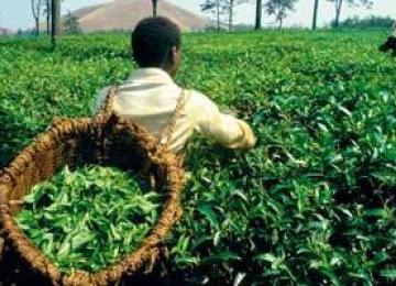 Agriculture