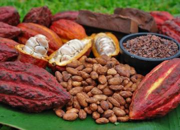 Cacao