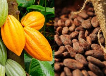Le cacao