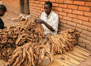 Selon l’OM, le tabac fait plus de 8 millions de morts chaque année