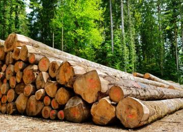 Les bois grumes issus d'une forêt 