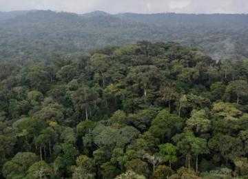 Une forêt du Bassin du Congo