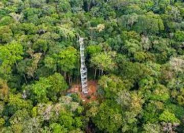 Une vue de la forêt en RDC 