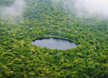 Une forêt en RDC.