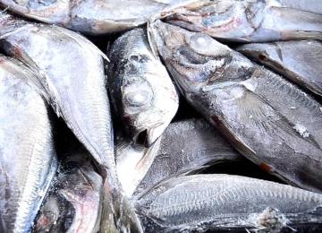 Des poissons chinchards. Photo d'illustration 