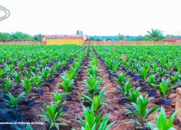 Une vue des champs de Plantations et Huileries du Congo