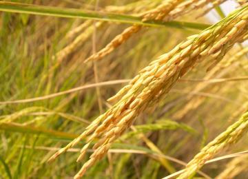Un champ de riz