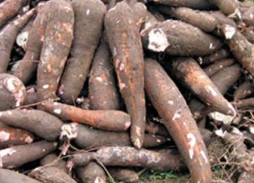 Le manioc. Ph droits tiers 