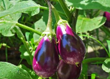 Aubergines. Ph Droits tiers 