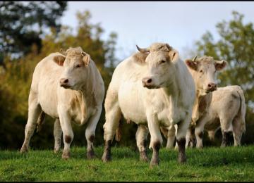 Vaches 