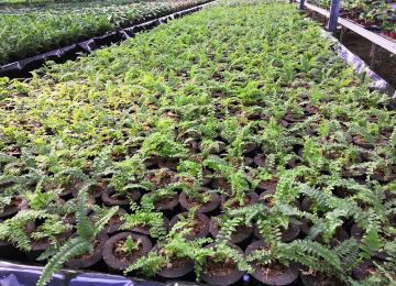 Pépinière. Photo d'illustration