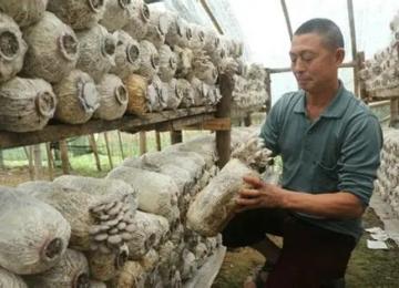 La technique Juncao pour la production des champignons comestibles médicinaux 