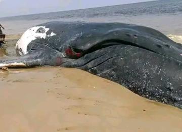 Une baleine échouée morte à Moanda.