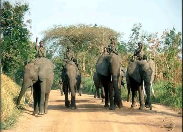 Des éléphants dans le Parc national de la Garamba, en RDC.