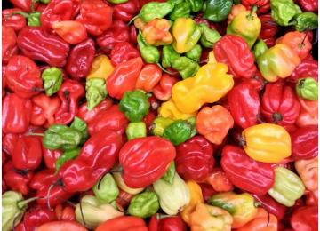 Piments rouges.
