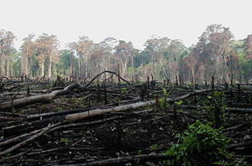 Forêt 