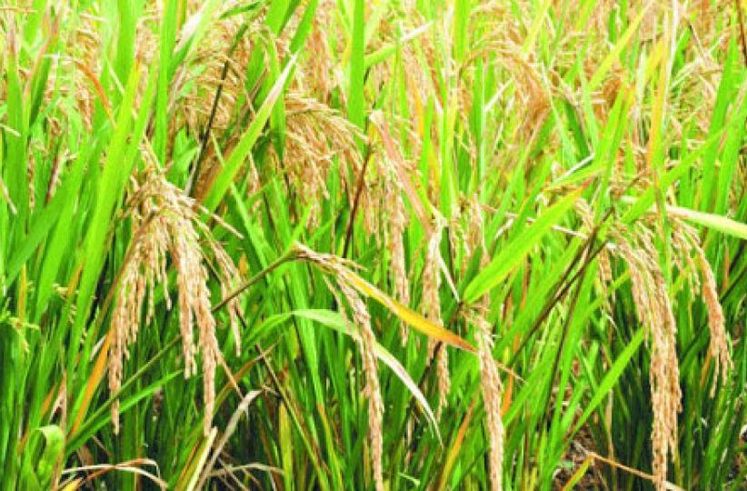 riz 