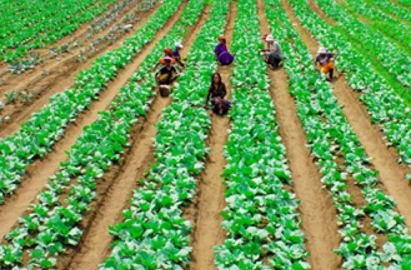 agriculture 