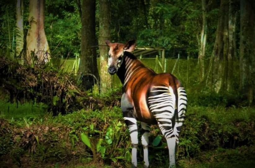 Okapi 