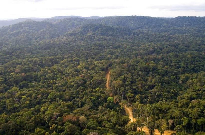 Forêt 
