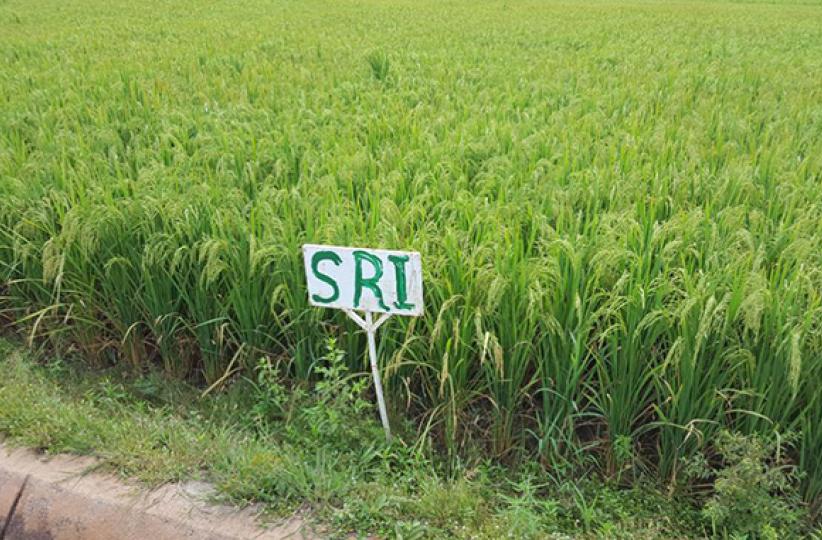 Riziculture 