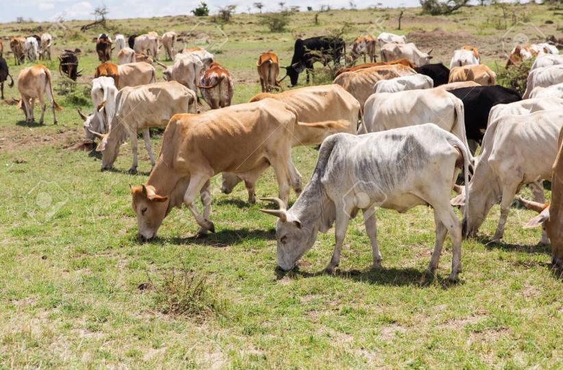 vaches 