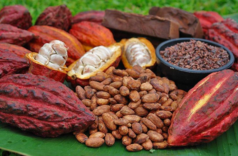 Cacao 