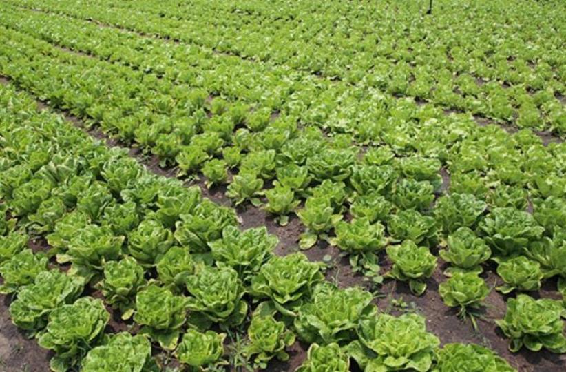 Agriculture. Ph. Droits tiers.