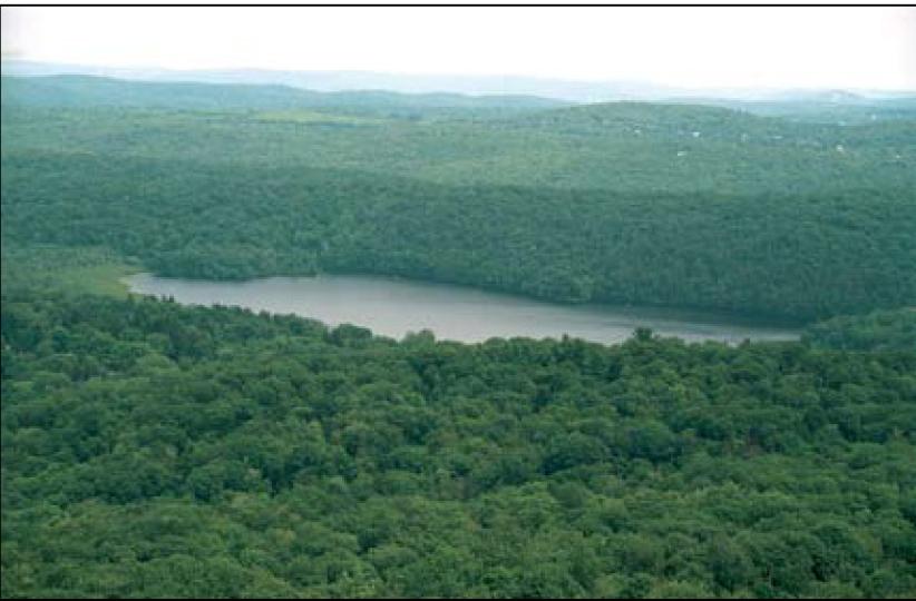 FOrêt