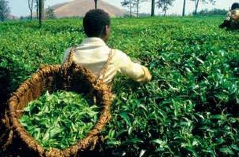 Agriculture