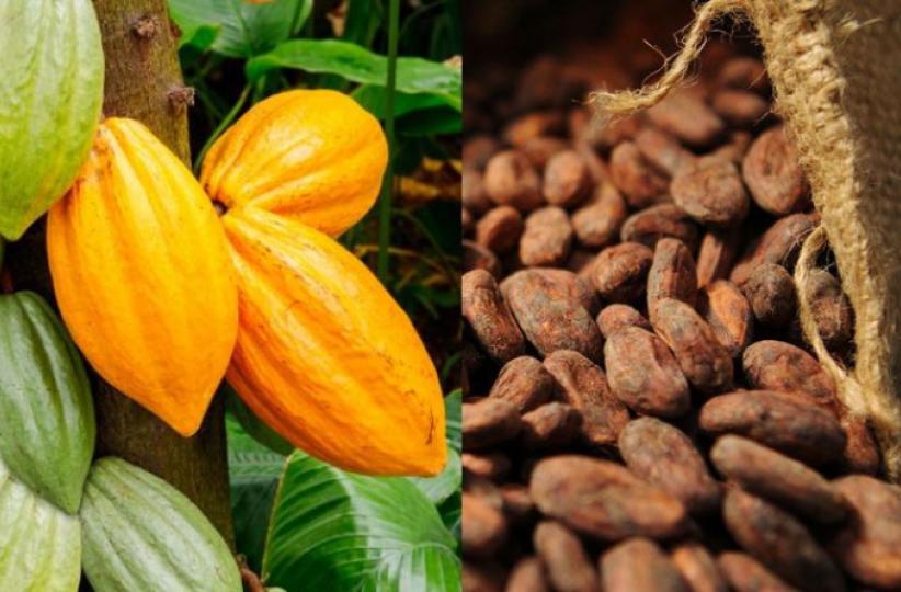 Le cacao