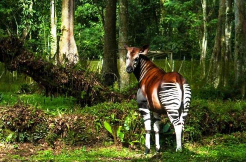 La RDC abrite une méga biodiversité