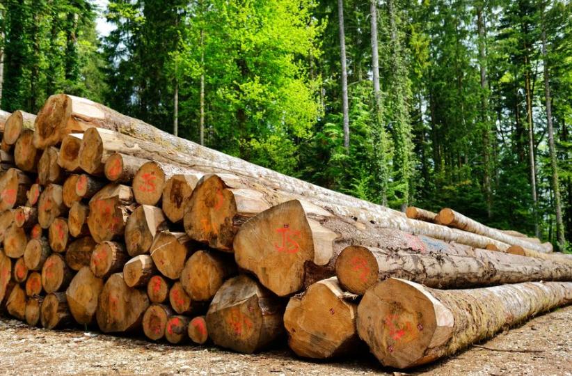 Les grumes de bois